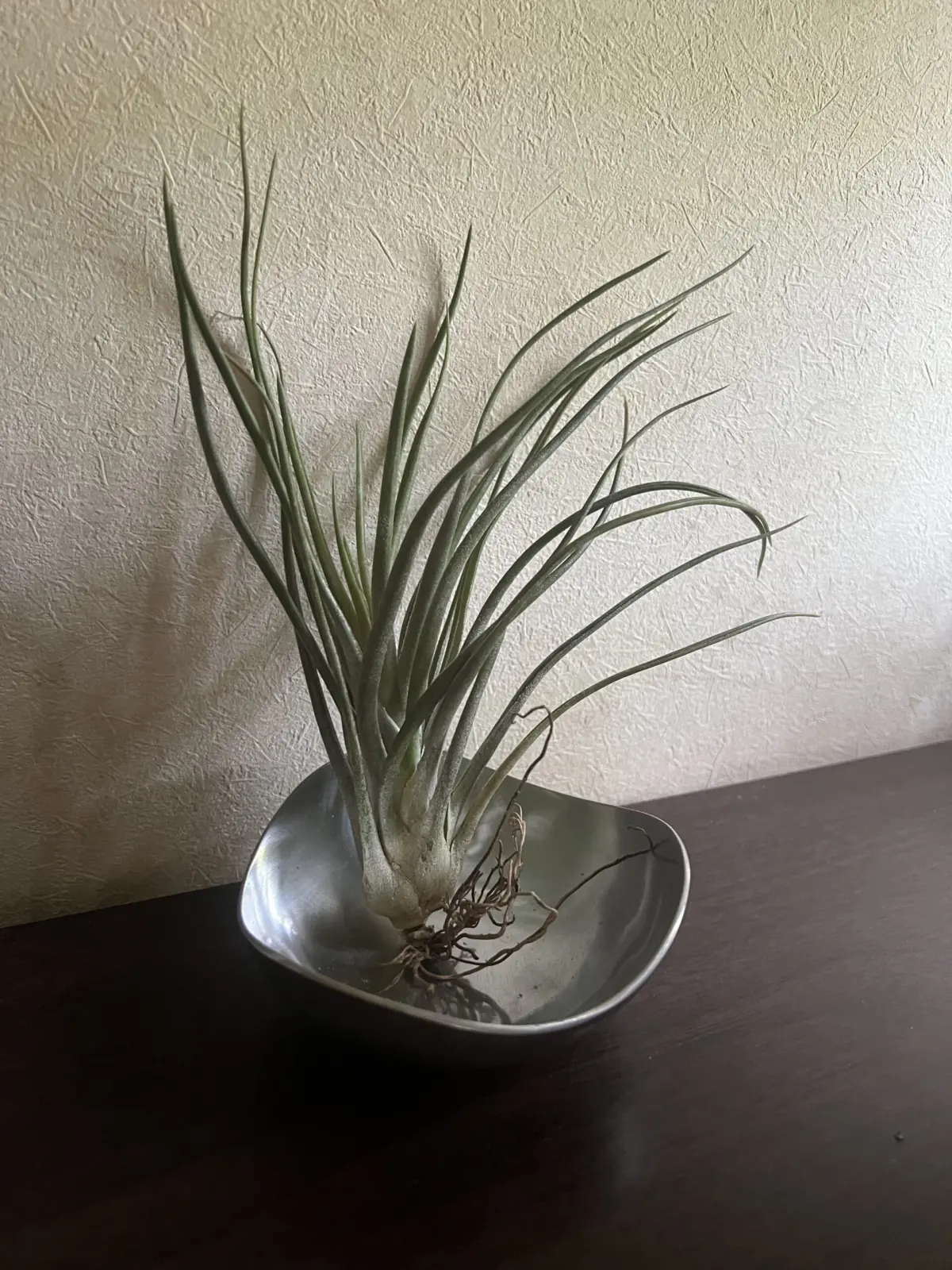 ティランジア　ブルボーサ×イオナンタ