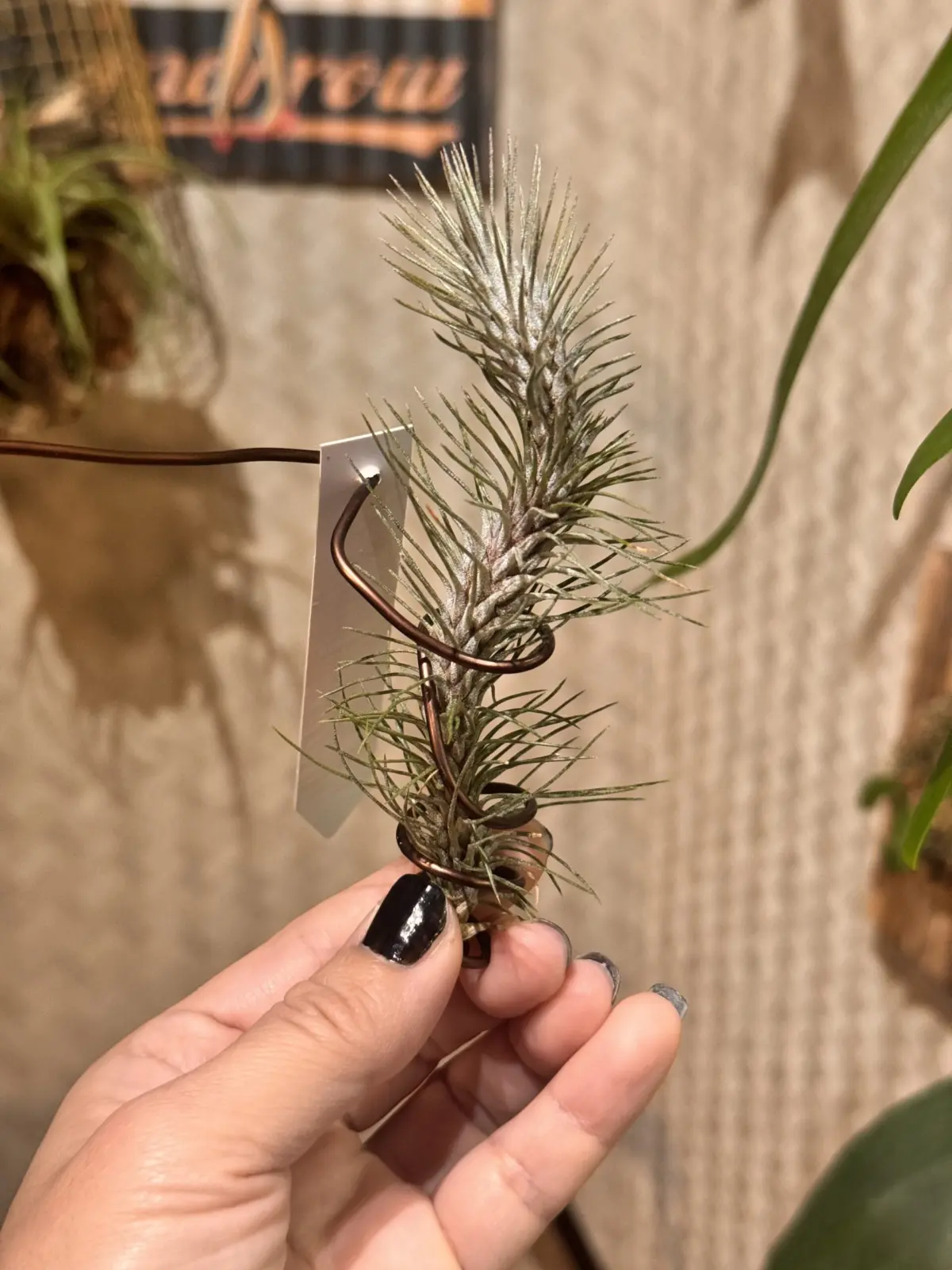 ティランジア　フンキアナ　レクルビフォリア