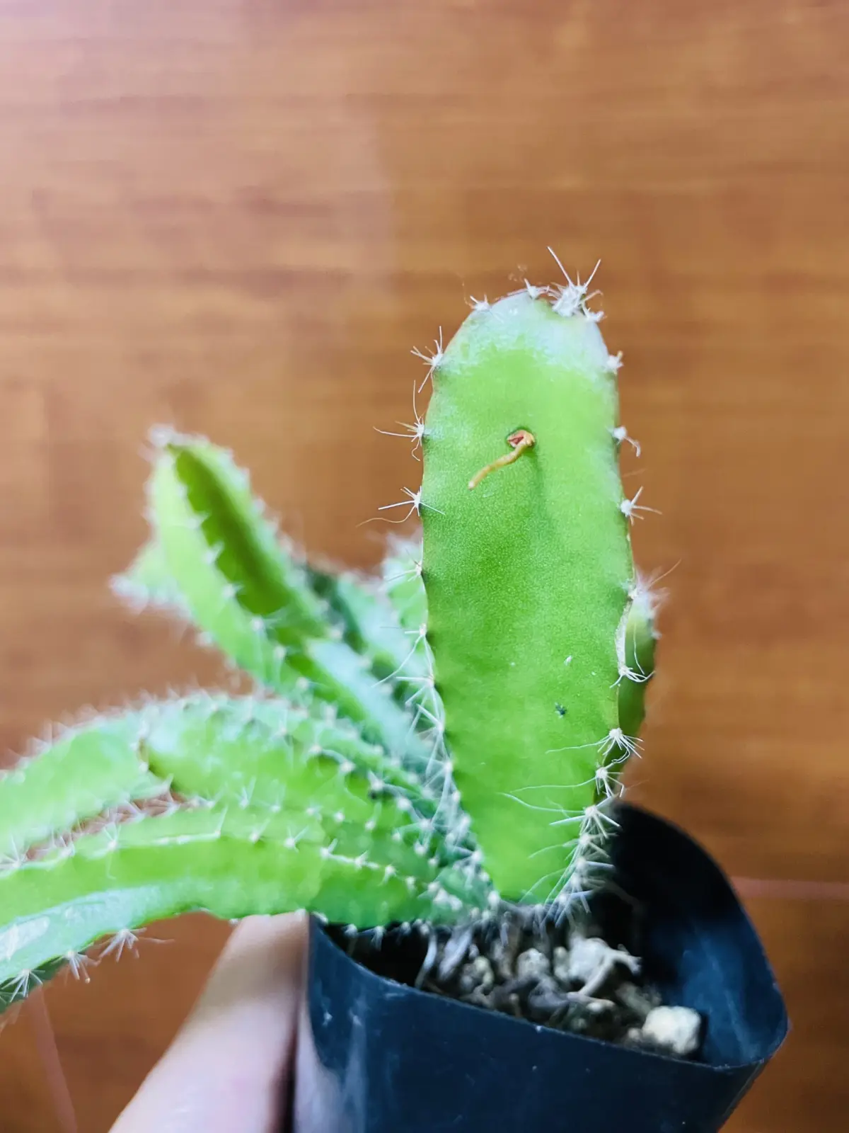 ドラゴンフルーツ　気根