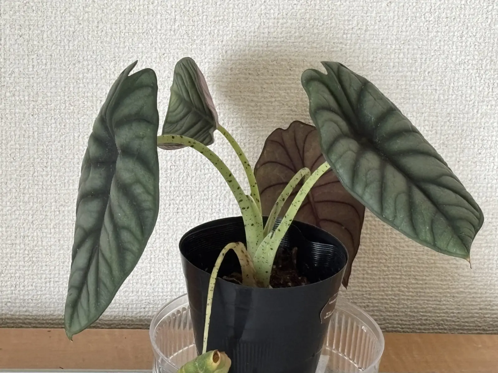 アロカシア シルバーネブラ