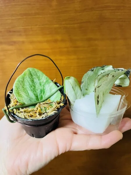 ぺぺロミア 斑入り 雪兎 葉挿し