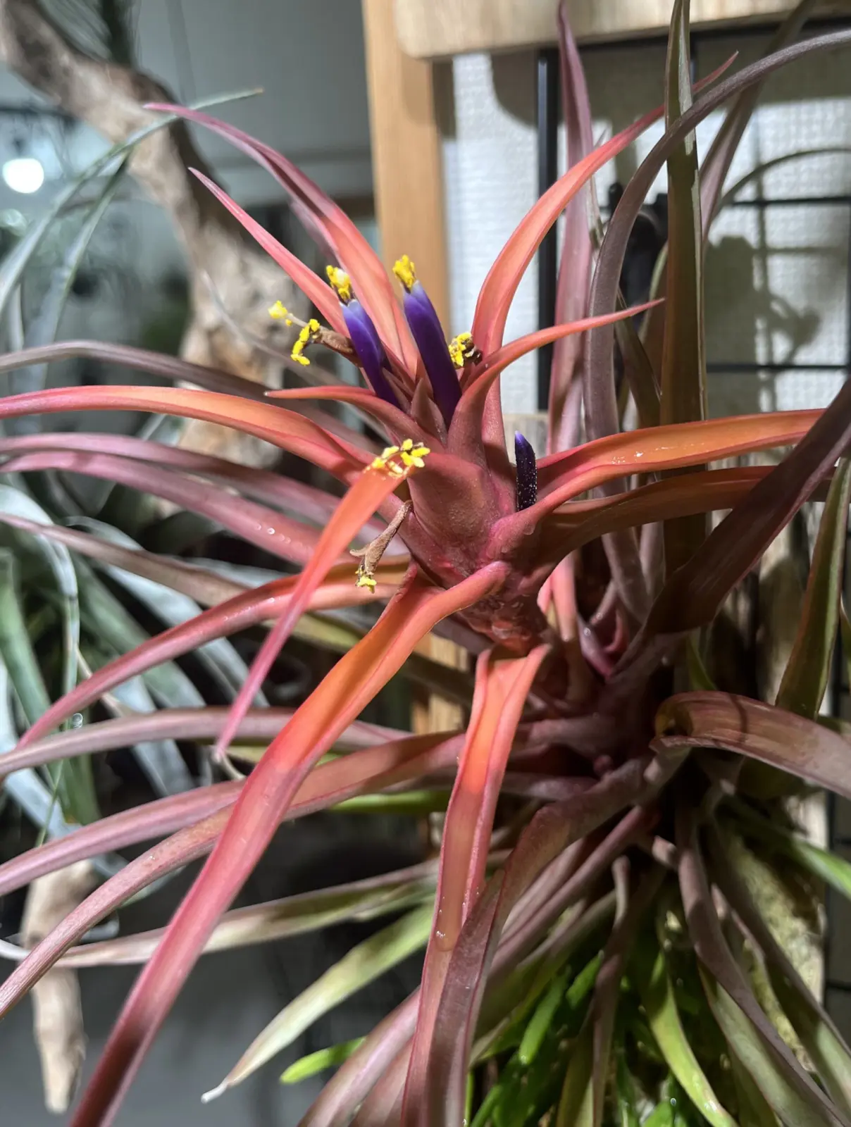 ティランジア　カピタータレッド　花