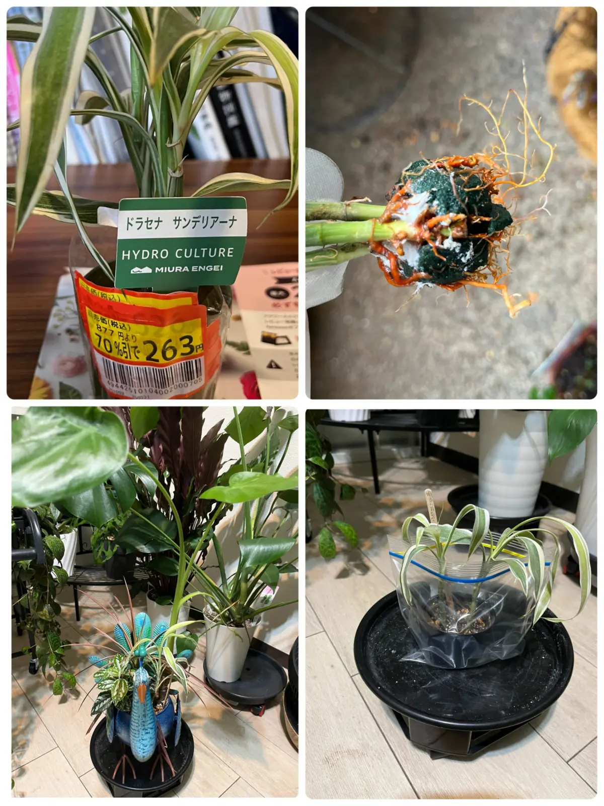 ドラセナ　サンデリアーナ