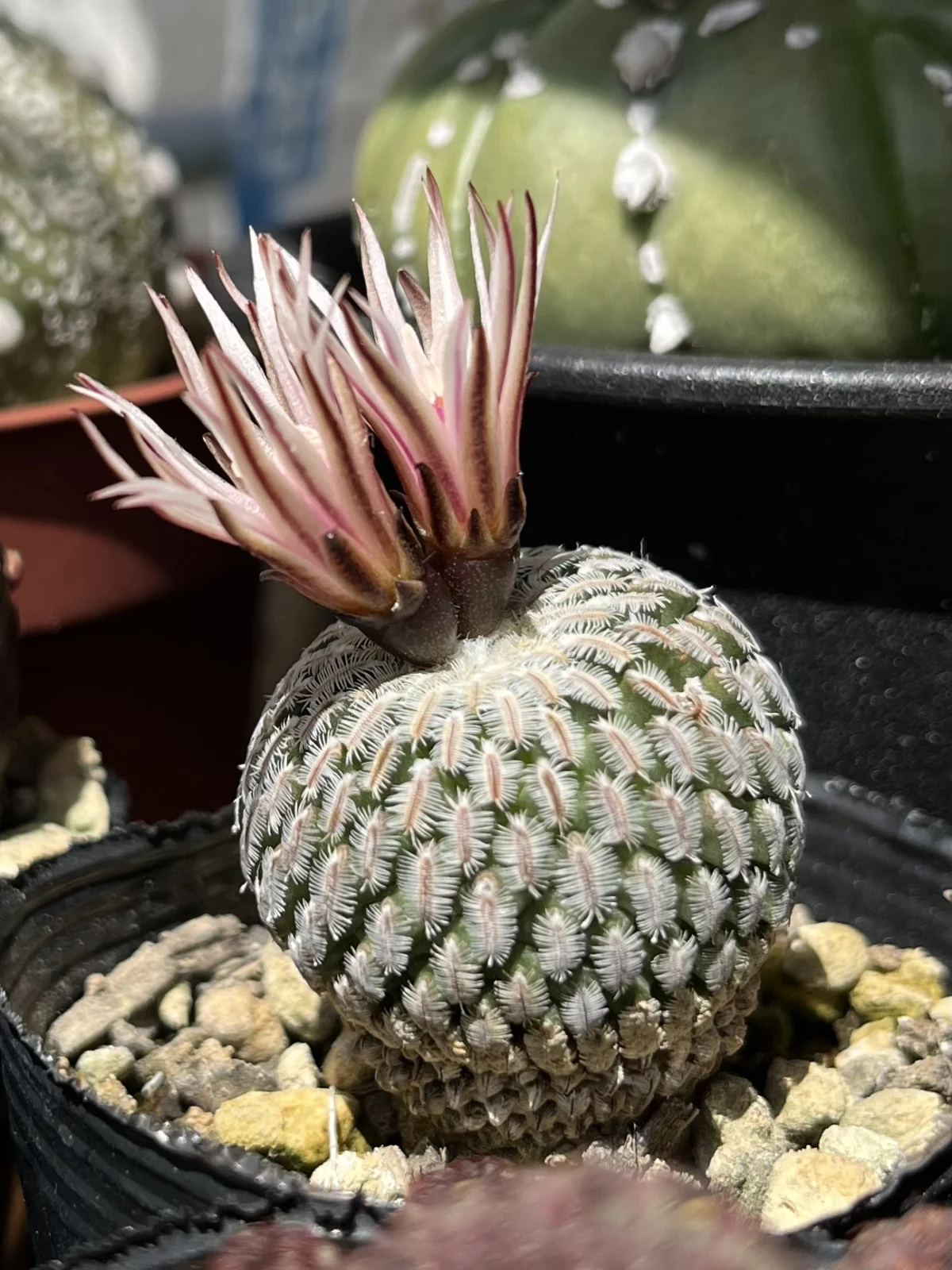 サボテン　ツルビニカルプス　精巧殿　セイコウデン　花