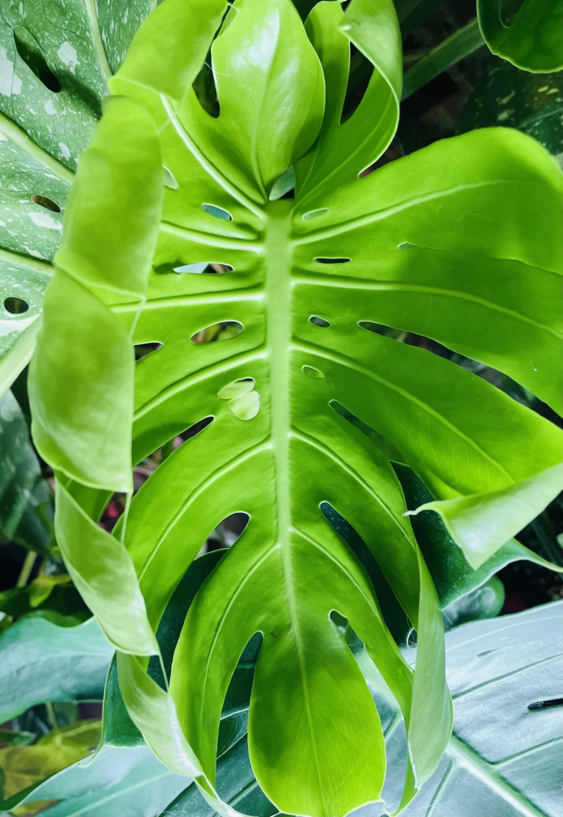 モンステラ 福助