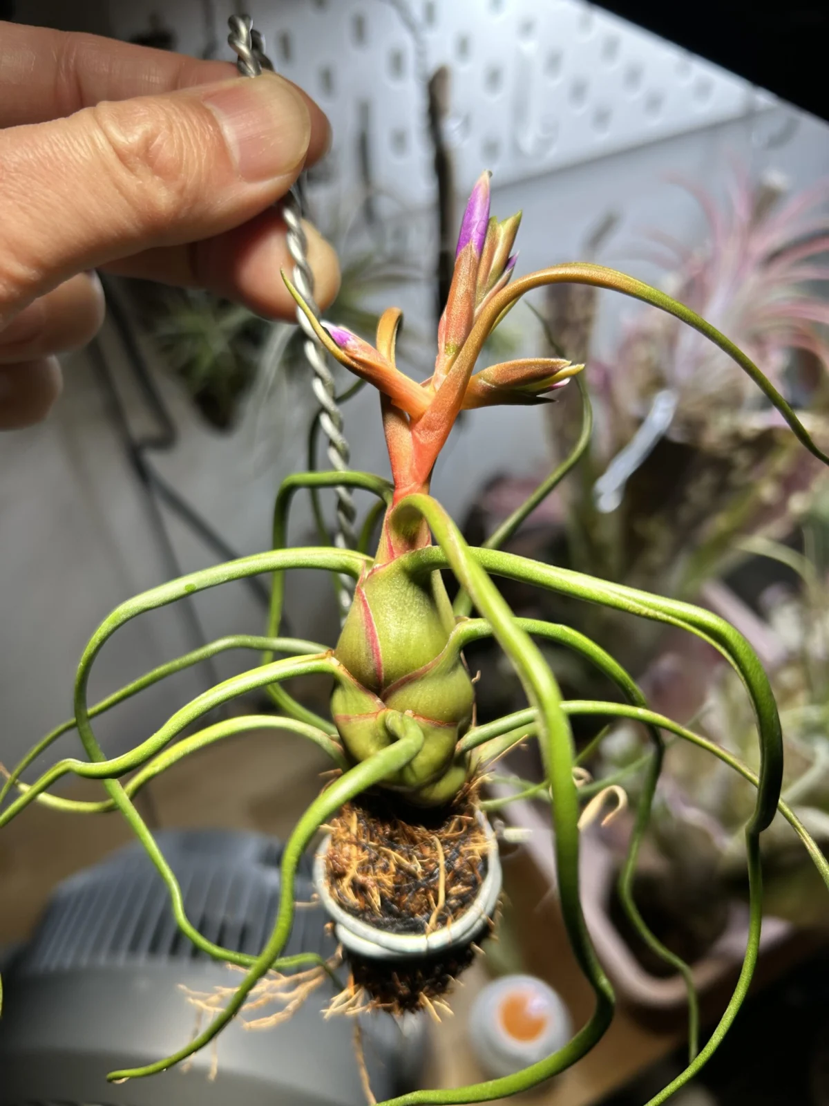 ティランジア　ブルボーサ　オレンジ