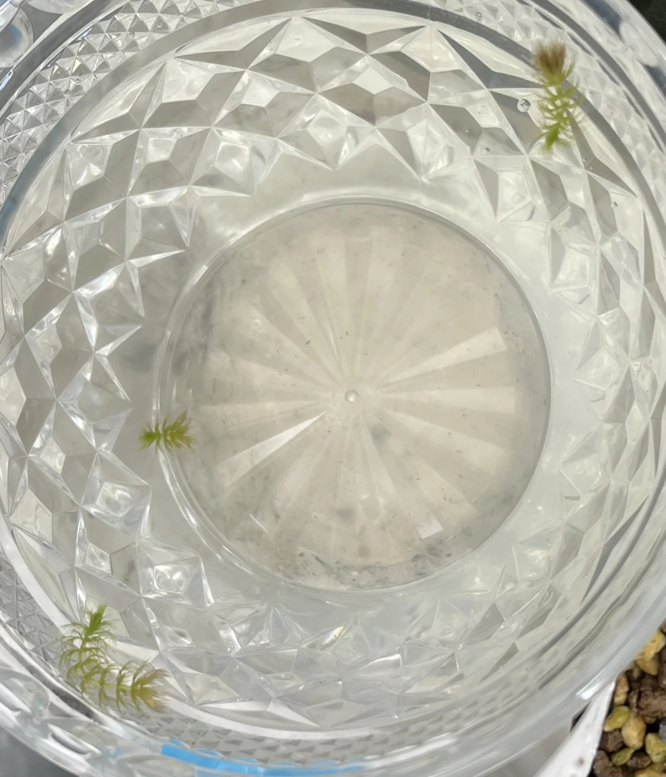 食虫植物　ムジナモ