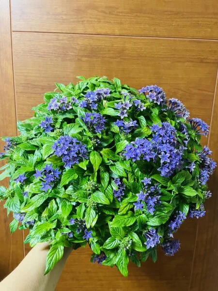 ペンタス　花