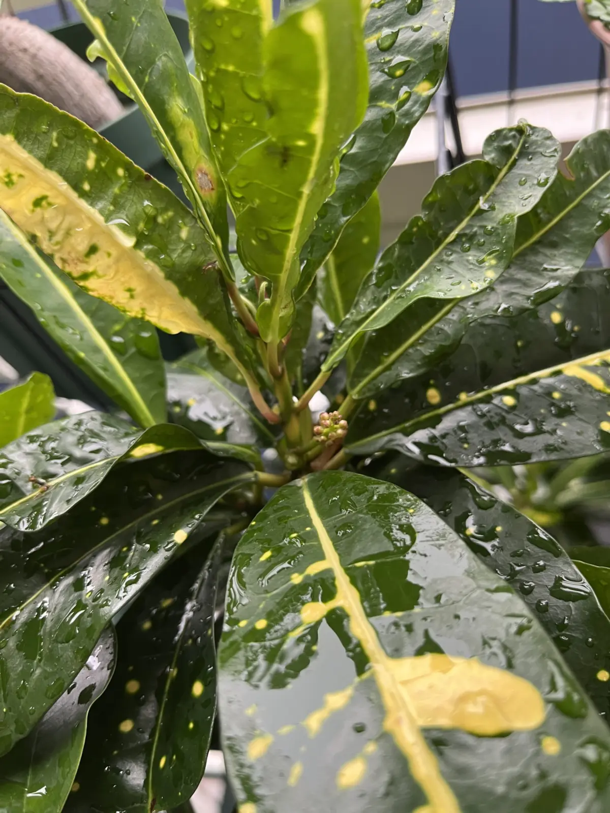 クロトン　札落ち　花芽