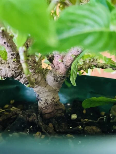 ペンタス　木質化