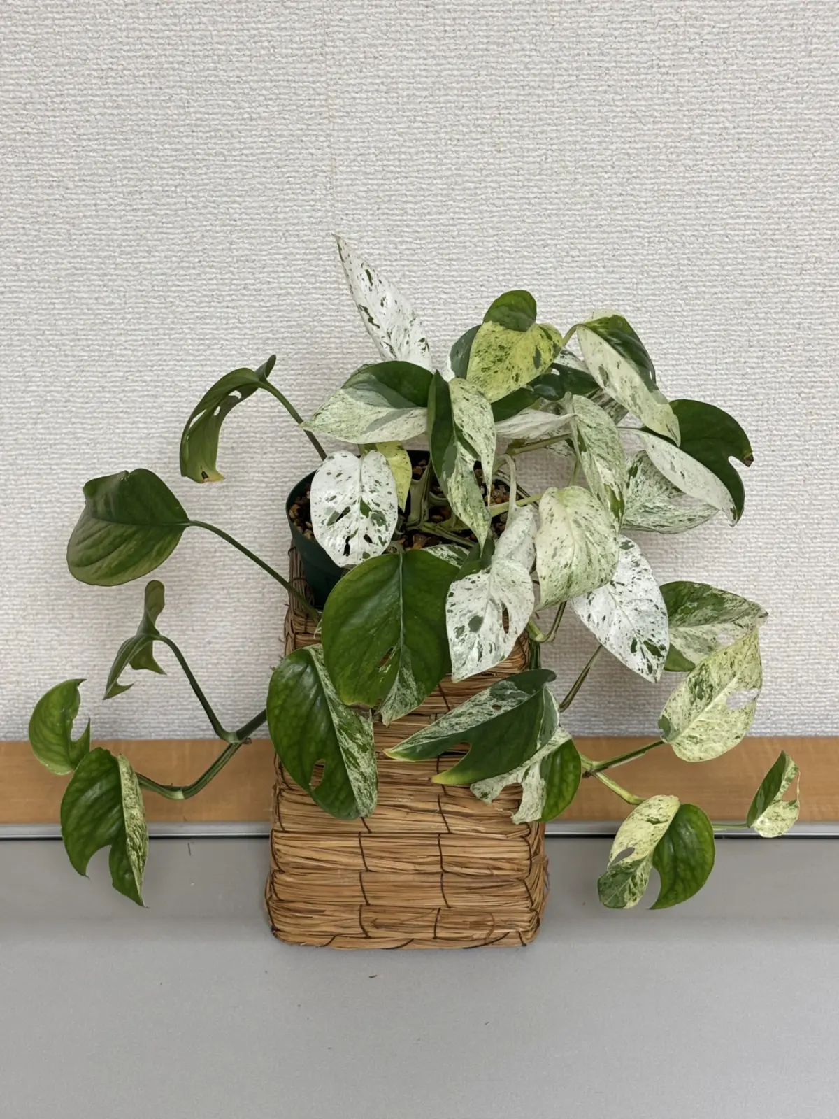 エピプレムナム・ピナツム　斑入り