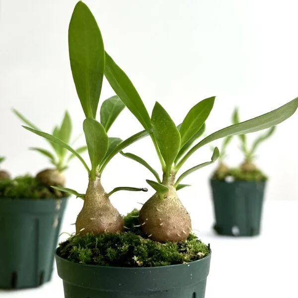 ミルメコディア　ベッカリー 蟻植物