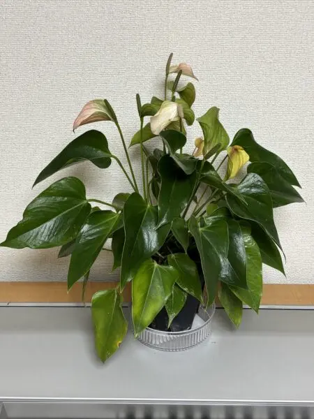 アンスリウム ジェルパルス