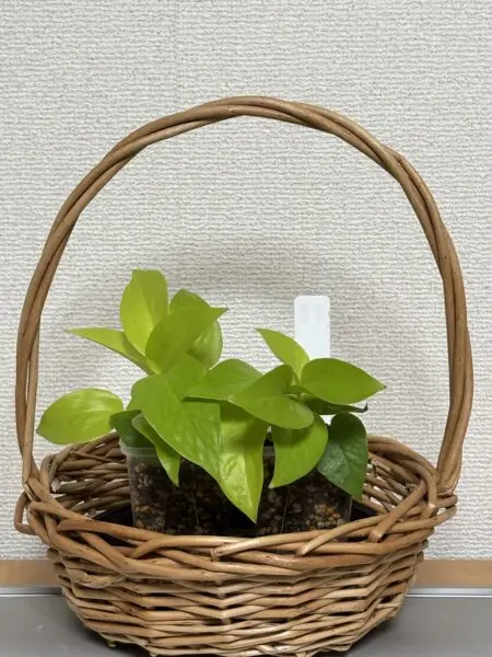 ポトス ライム