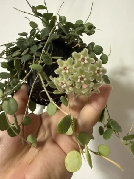 ホヤ セルペンス 開花