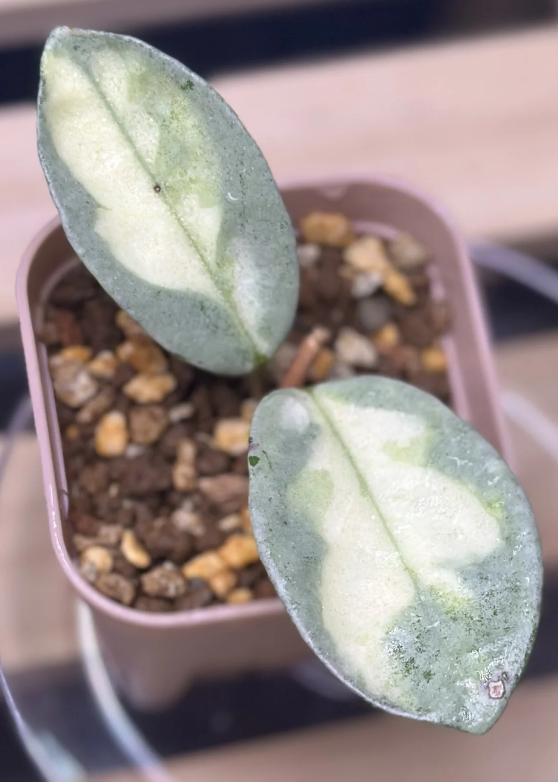 ホヤ　カルノーサ　アルゲンティアプリンセス