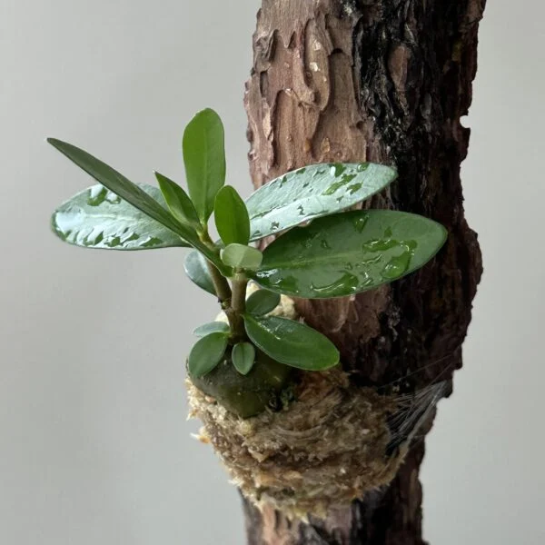 ヒドノフィツム　フォルミカルム　蟻植物