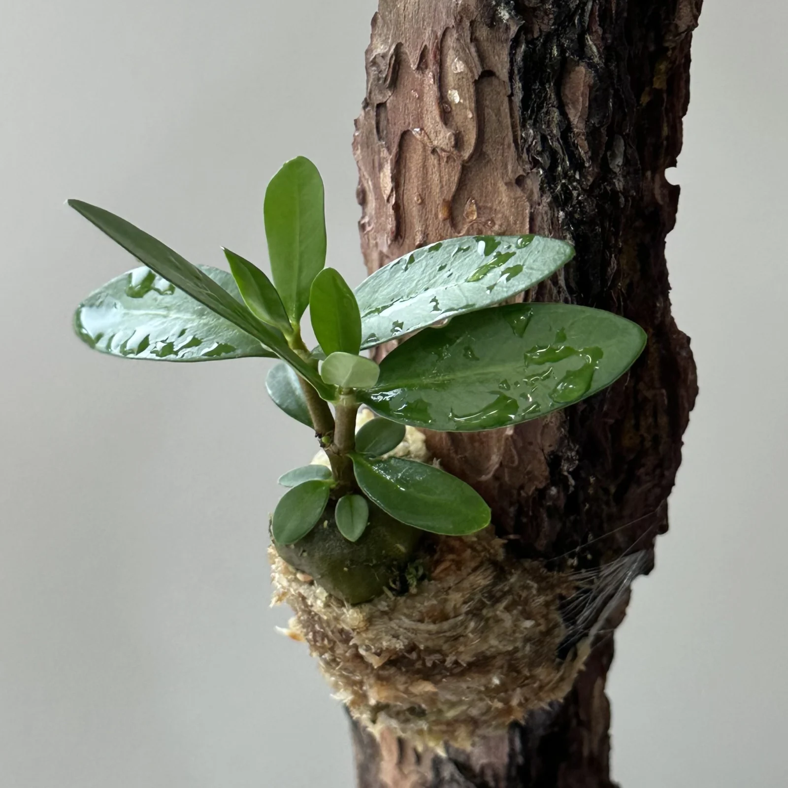 ヒドノフィツム　フォルミカルム　蟻植物