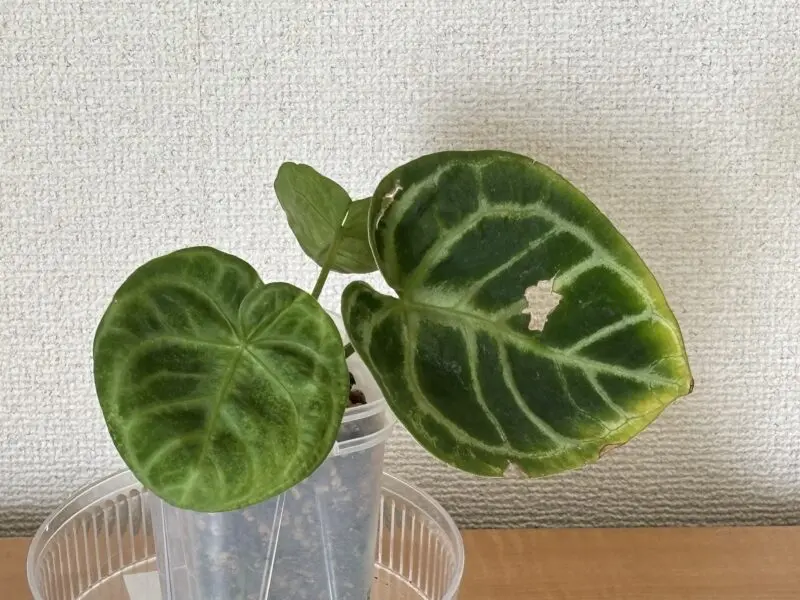 アンスリウム　ドラヤキ