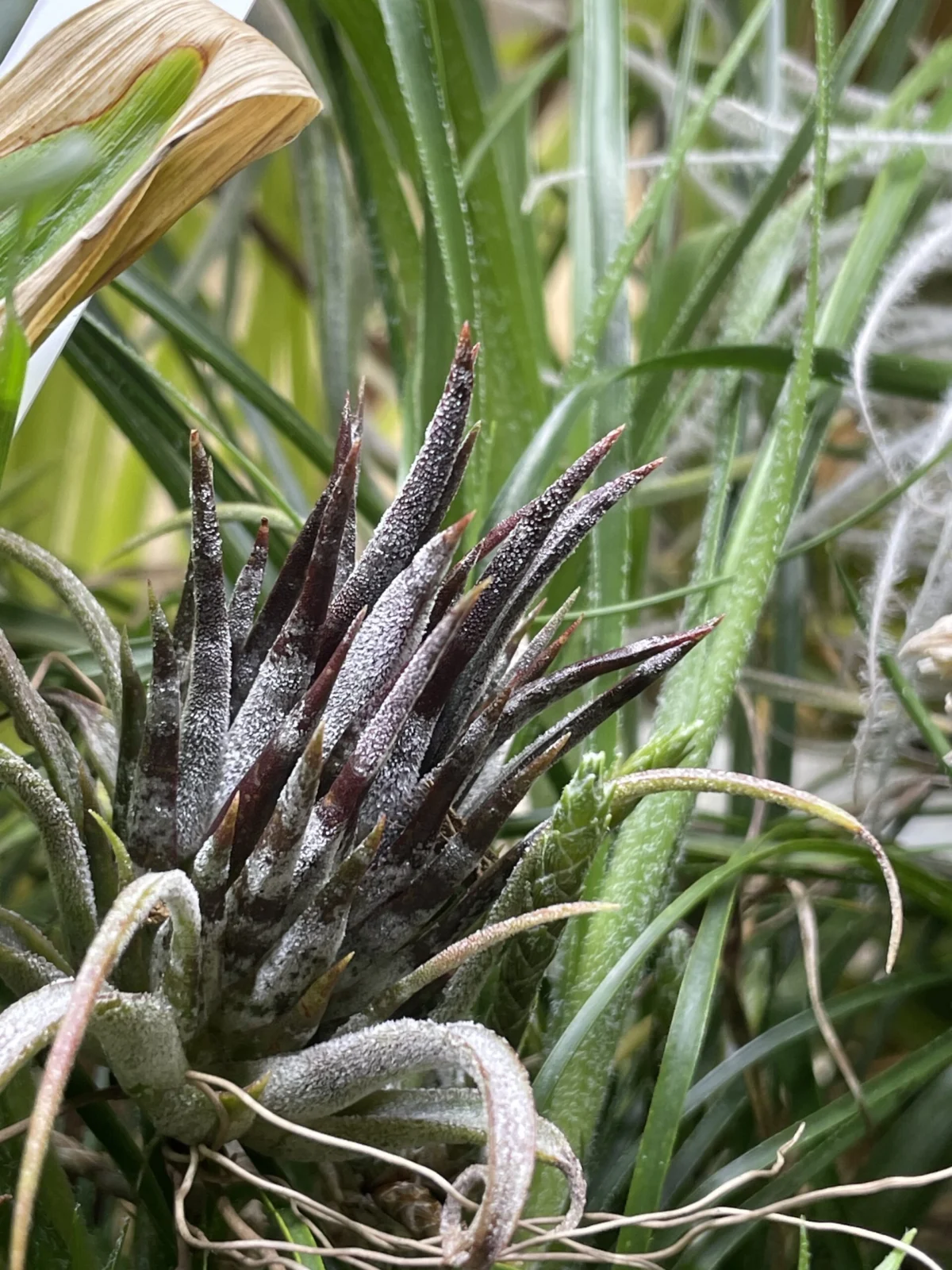 ティランジア　イオナンタ　パープルハート