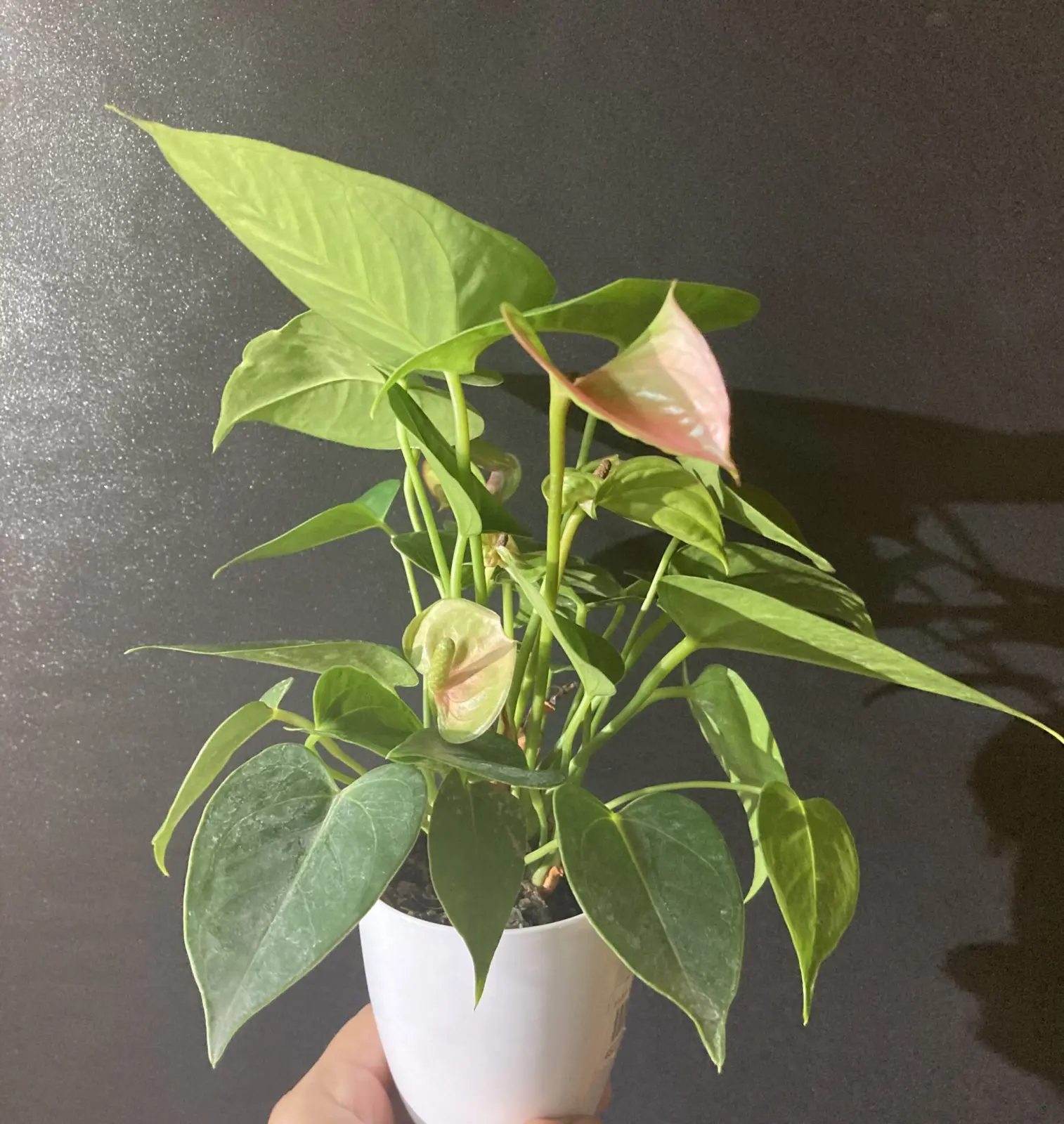 アンスリウム 札落ち ホムセン