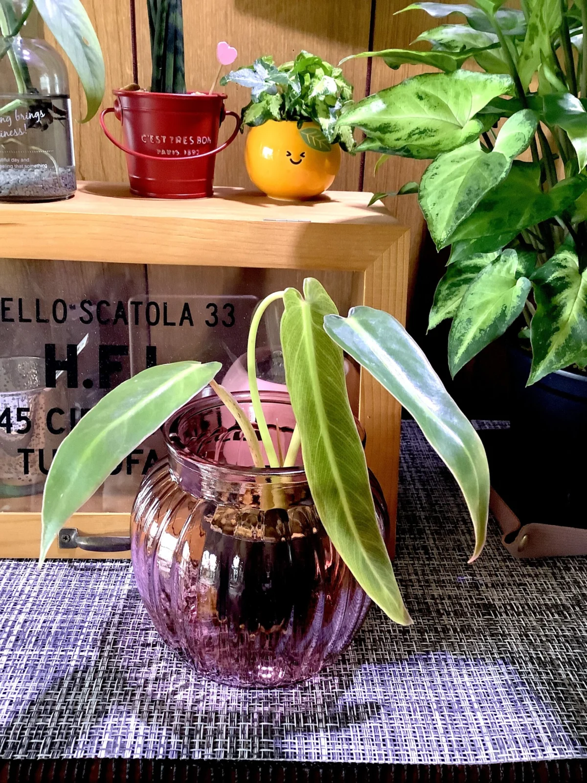 フィロデンドロン　スピチタスサンチ　スピリタスサンクチ