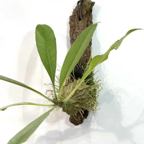 ミルメコディア　ツベローサ　蟻植物