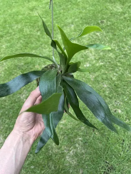 ビガクシダ コモチ 苔玉