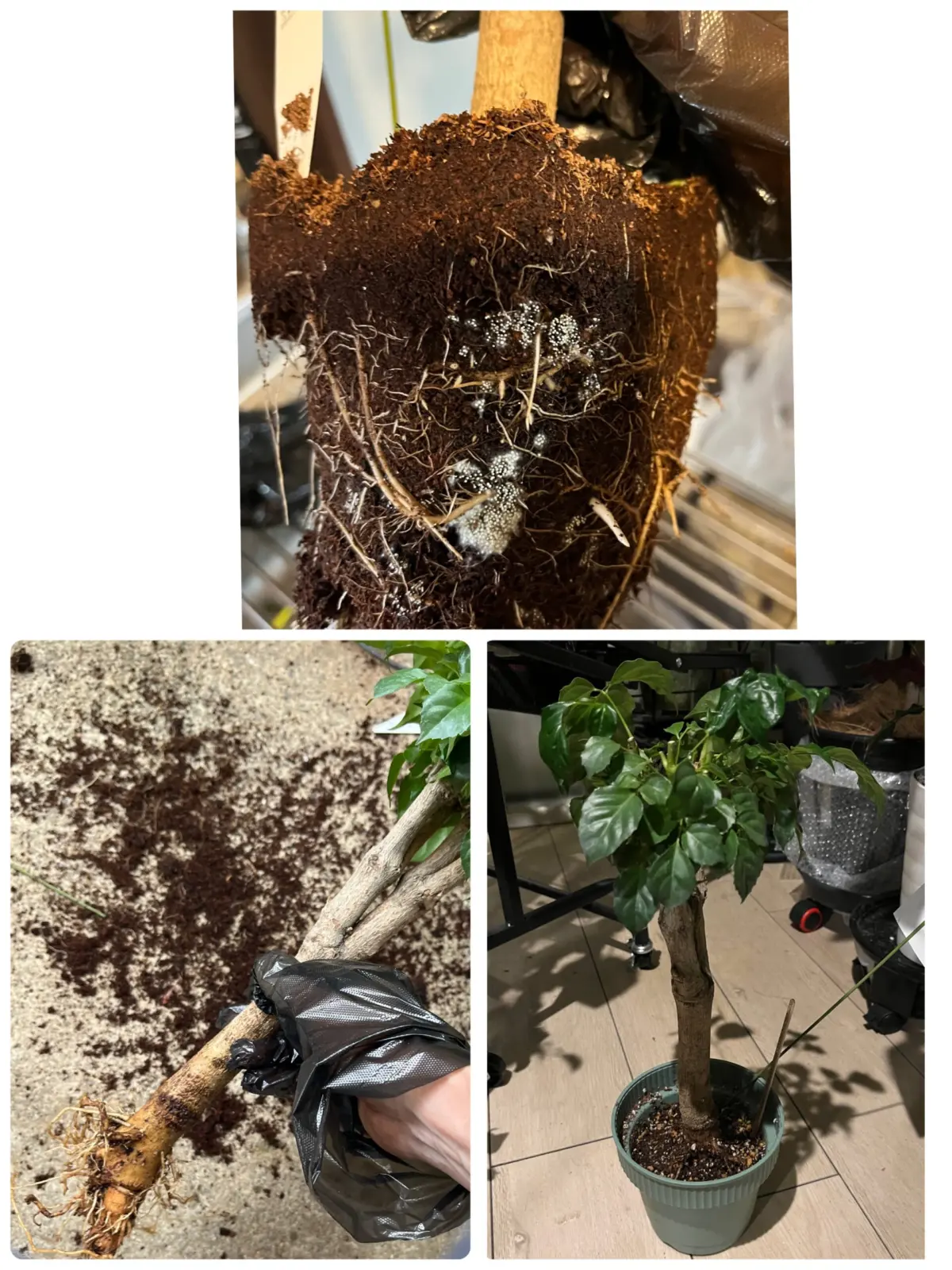 ステレオスペルマム　白絹病Ｘ　菌核　タマハジキダケ