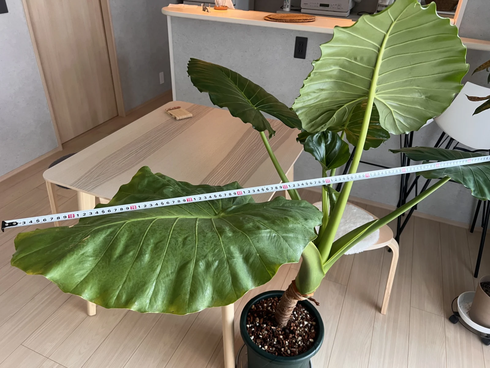 横浜　クワズイモ