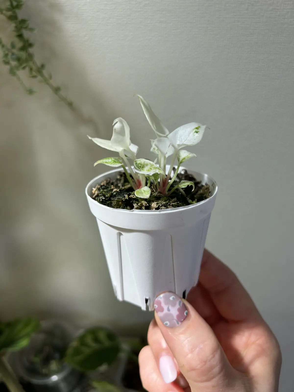 アンスリウム　ルネッサンス　バリエガータ