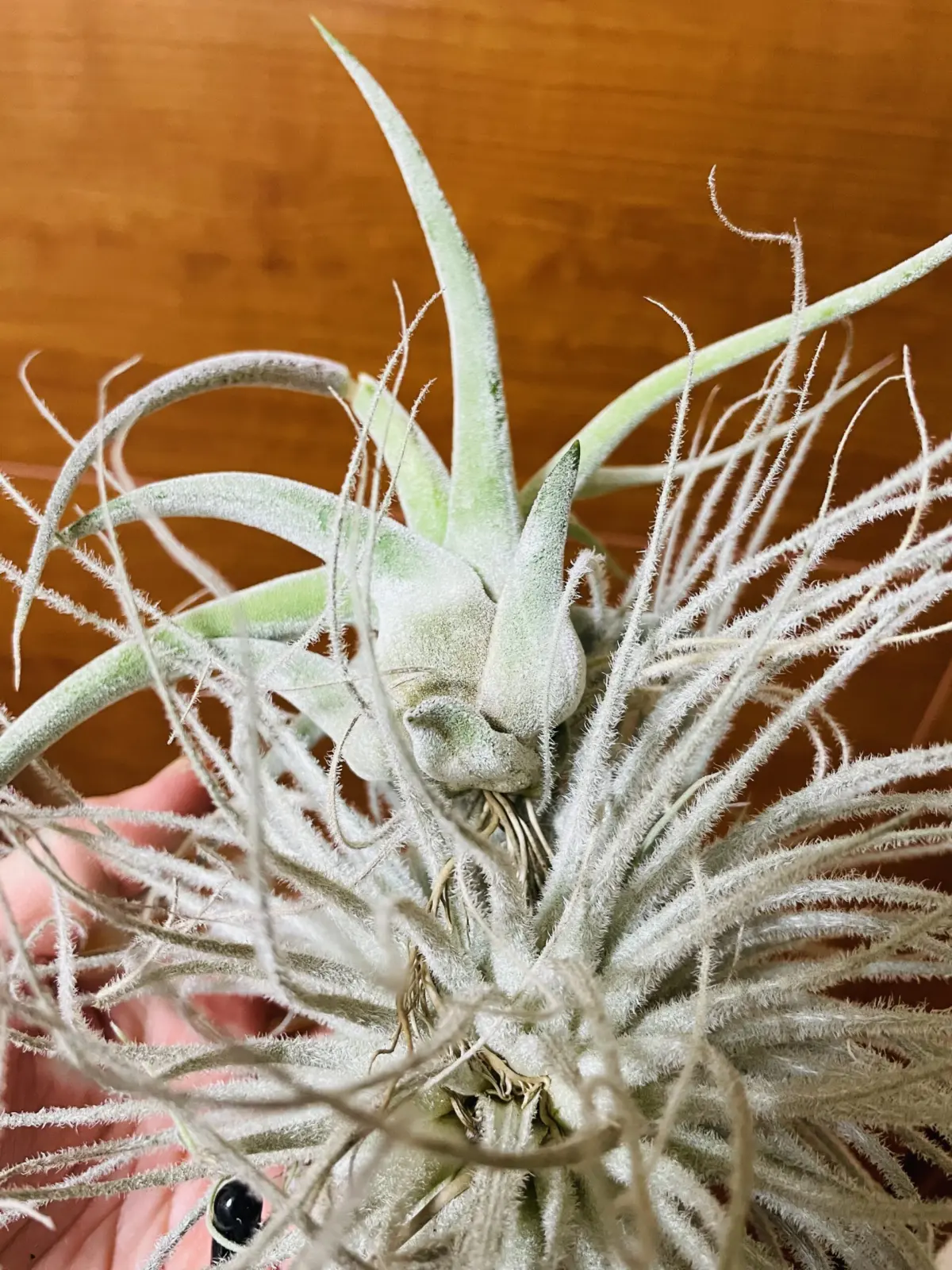 ティランジア　壺型のやつ　テクトラムに着生