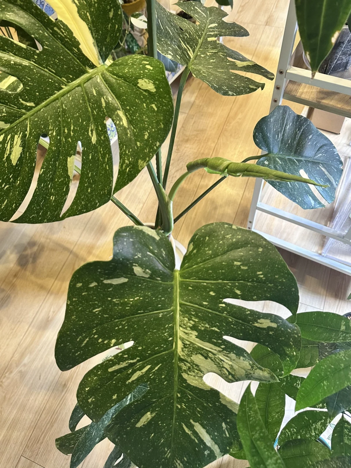 モンステラ　タイコンステレーション