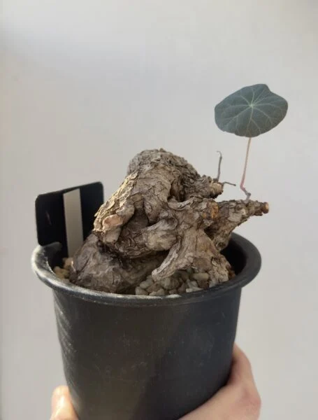 ステファニア カウィーサキー