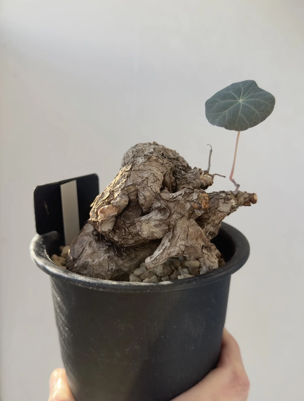 ステファニア カウィーサキー