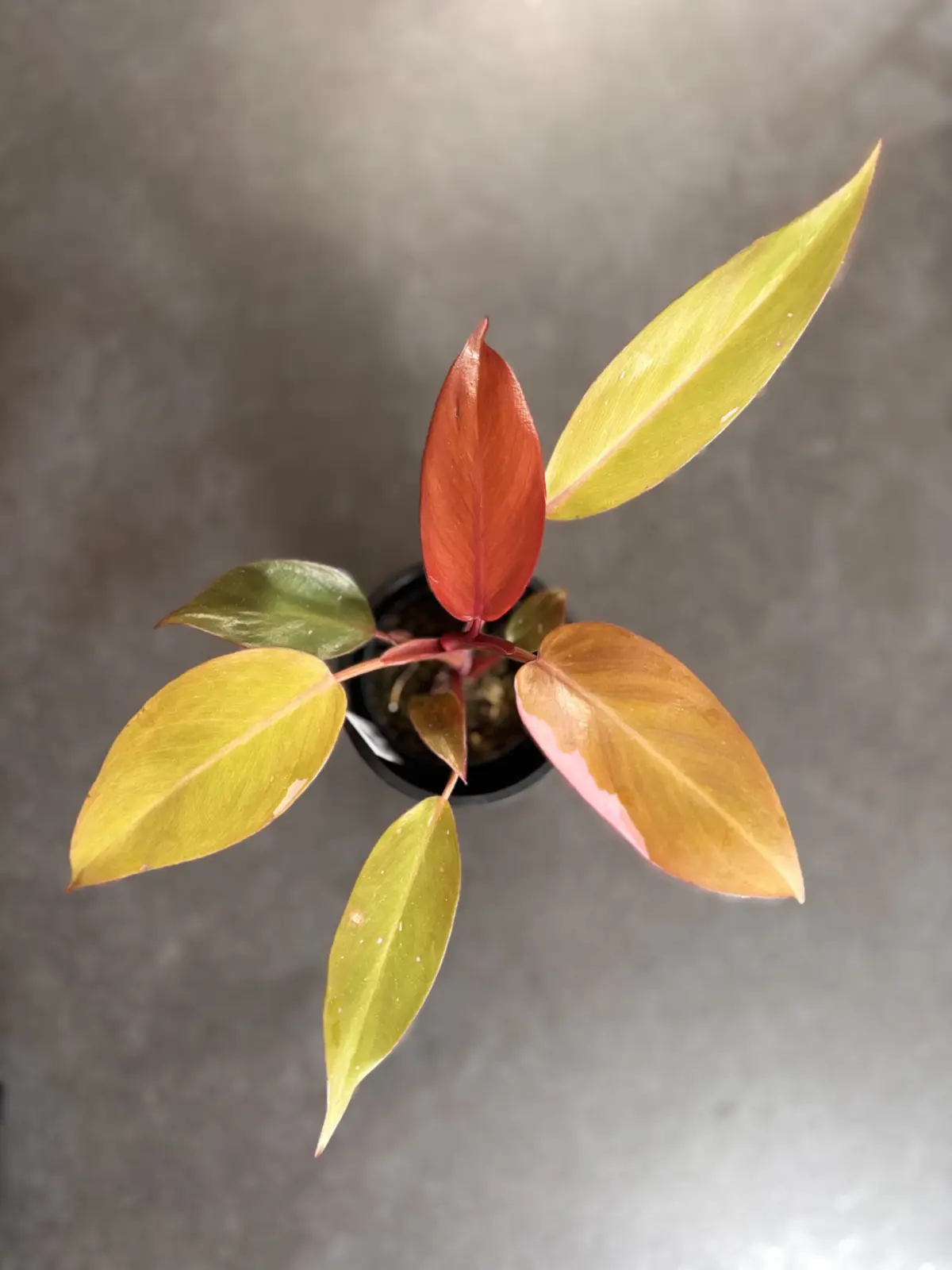 フィロデンドロン パーシモンプリンセス　柿色プリンセス