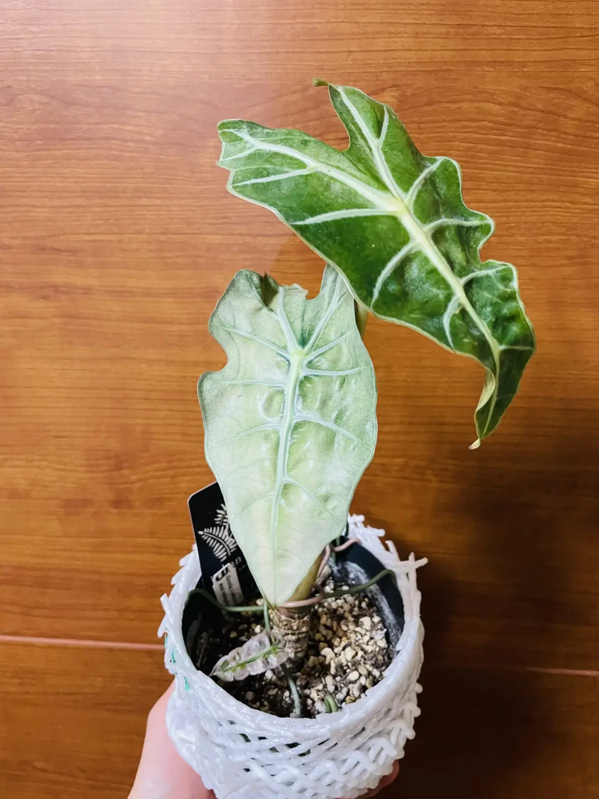 アロカシア　アマゾニカ　ポリー　ミントバリエガータ　ピンクの斑