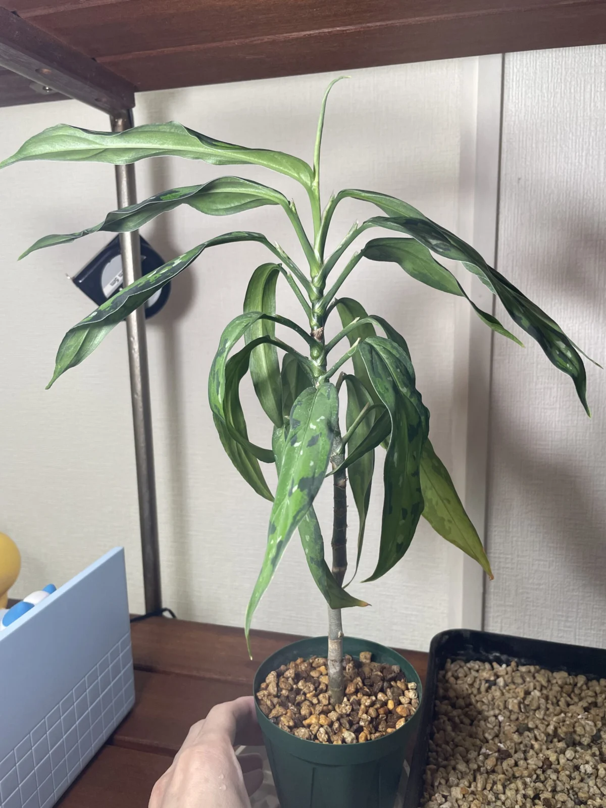 アグラオネマピクタム細葉