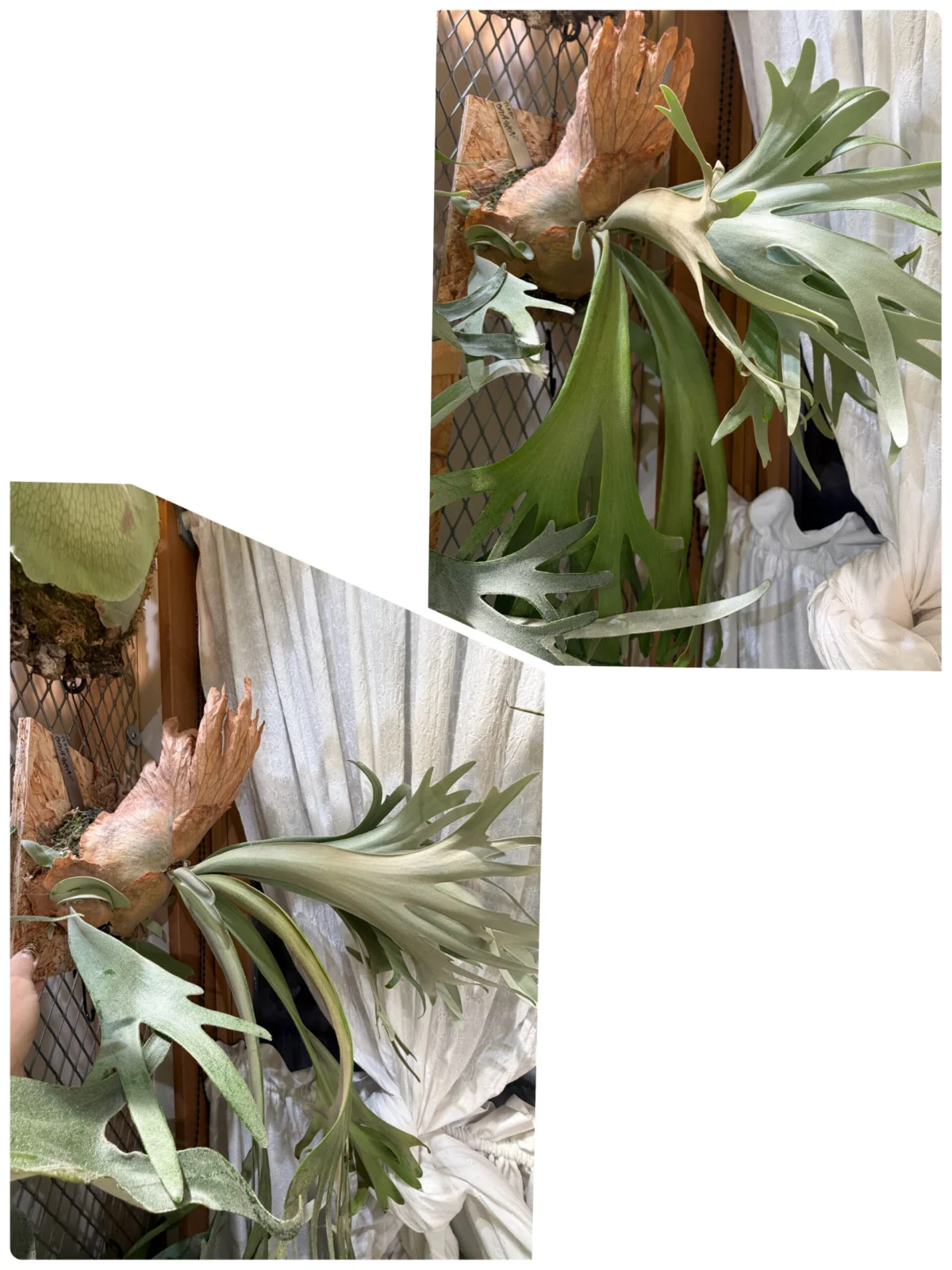 ビカクシダ　ウィリンキー