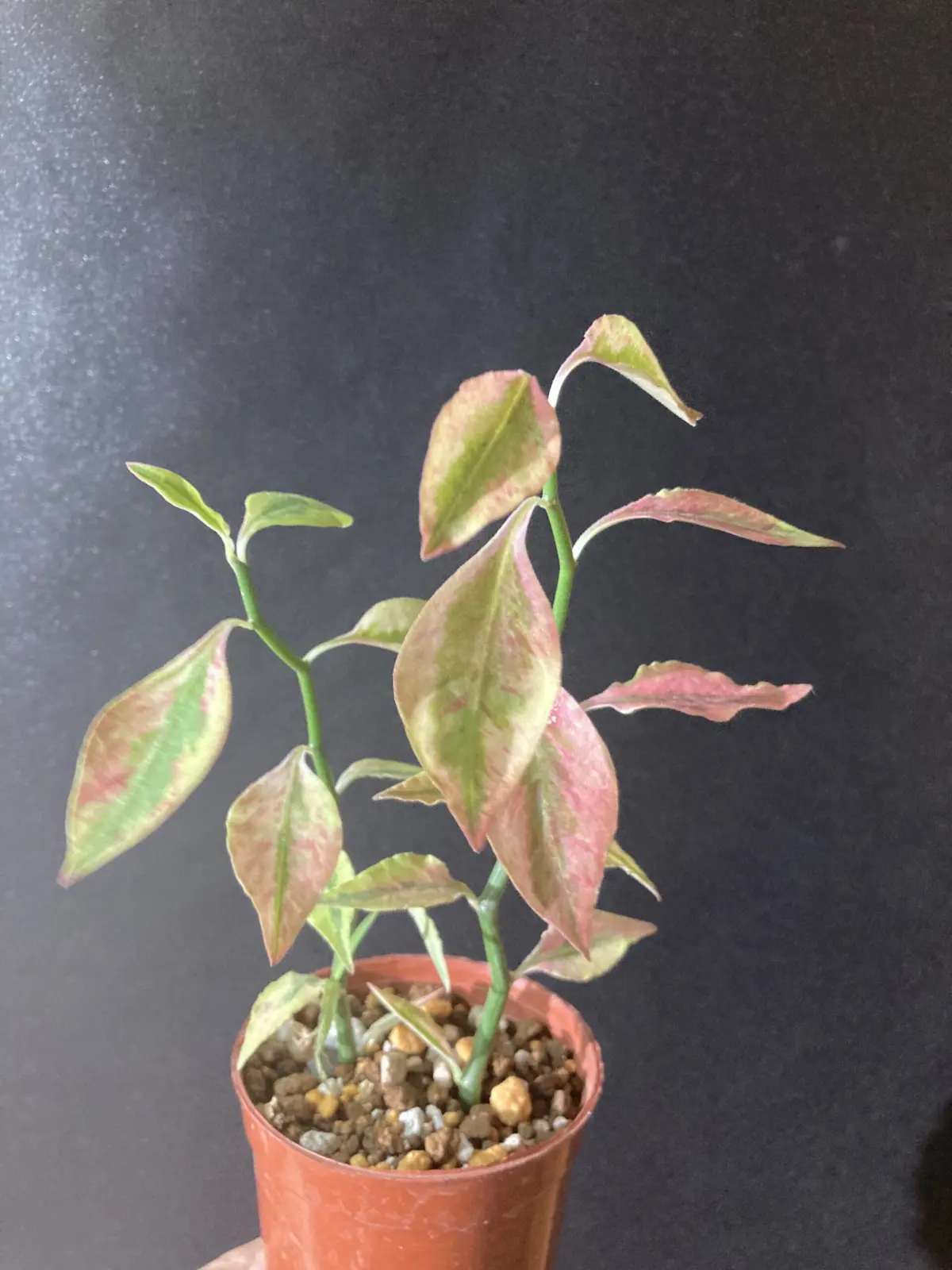 ペディランサス ダイギンリュウ ②