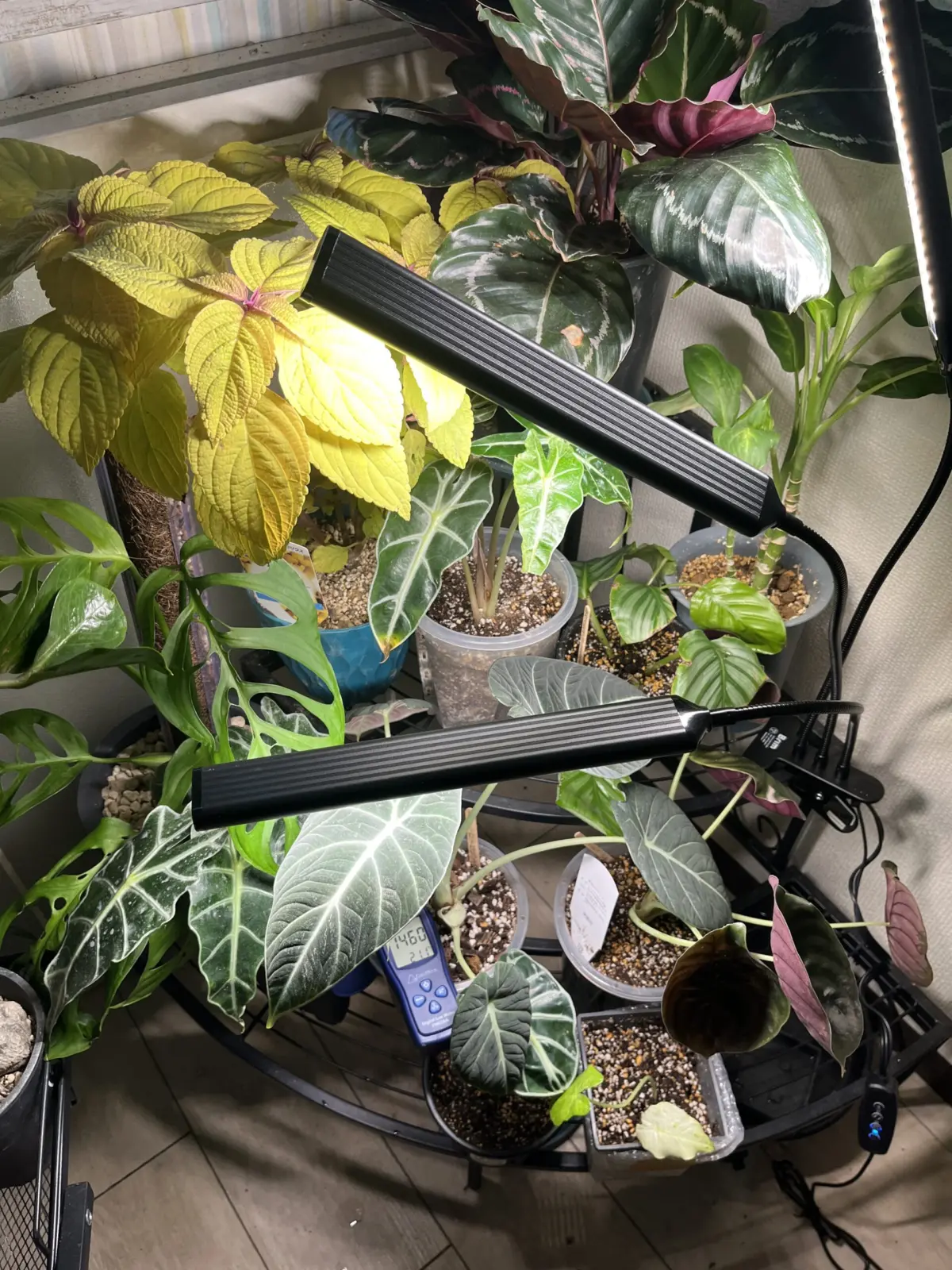 アロカシア　カラテア　育成ライト