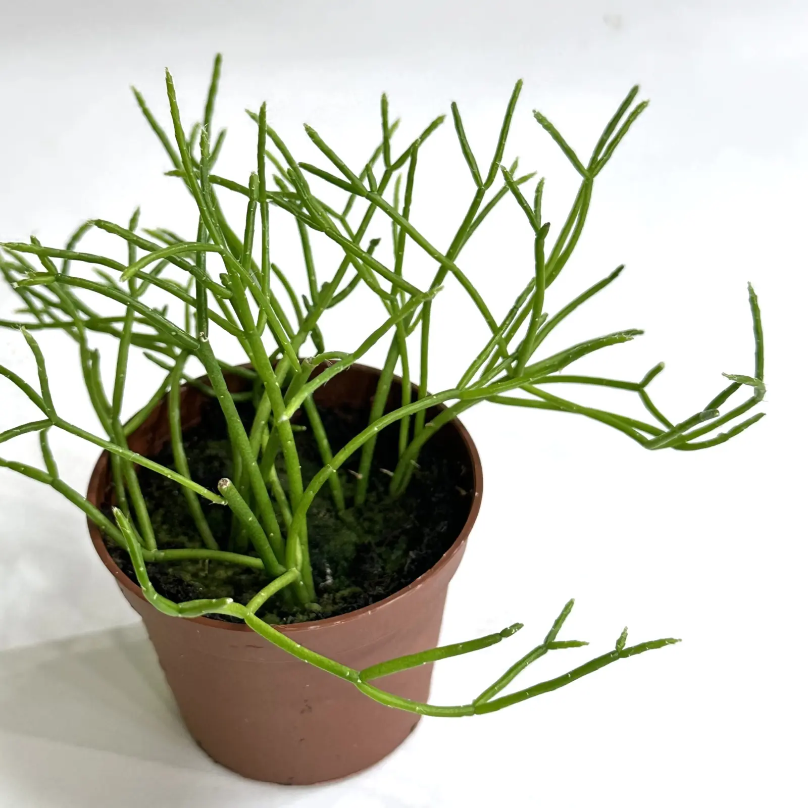 リプサリス カスッサ