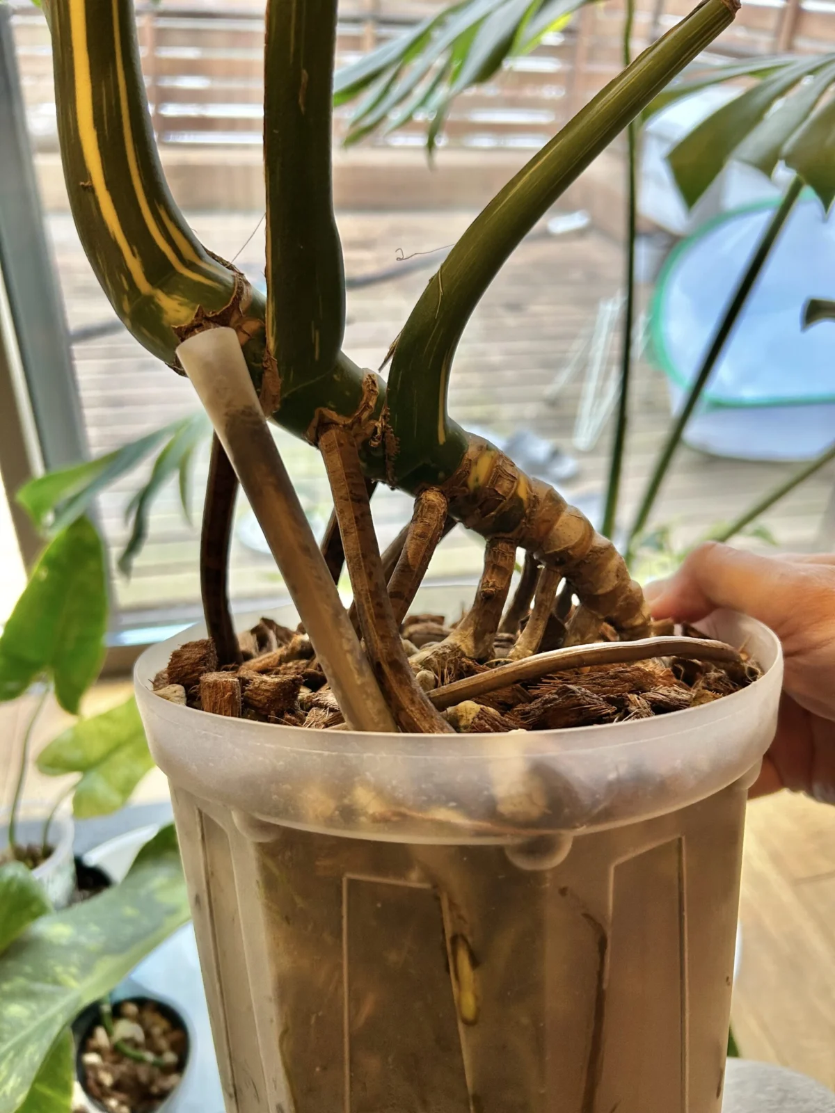 モンステラ デリシオーサ タイコンステレーション パルテノン