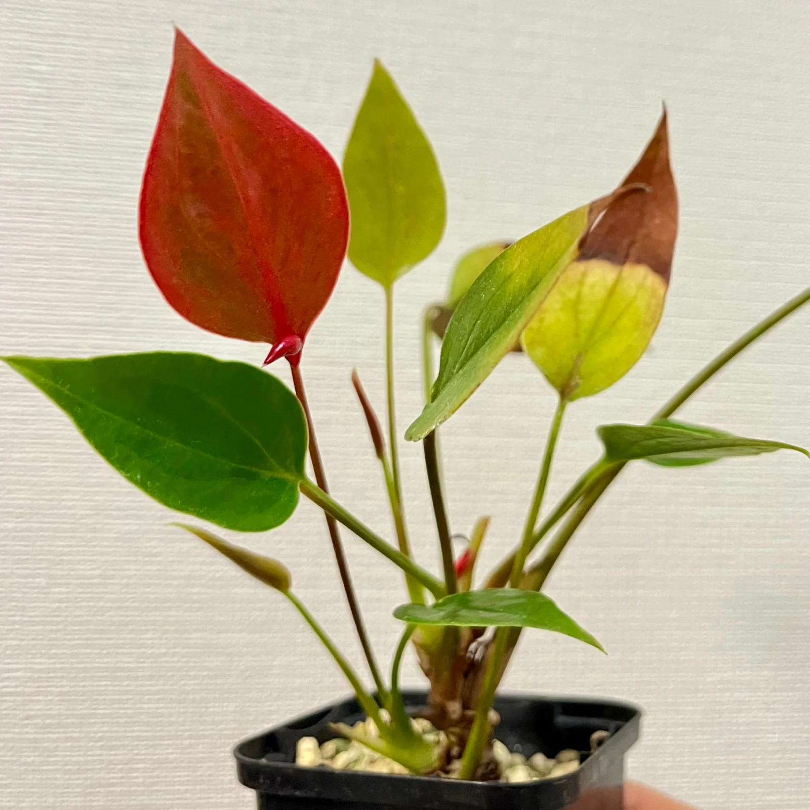 アンスリウム　紅かんざし