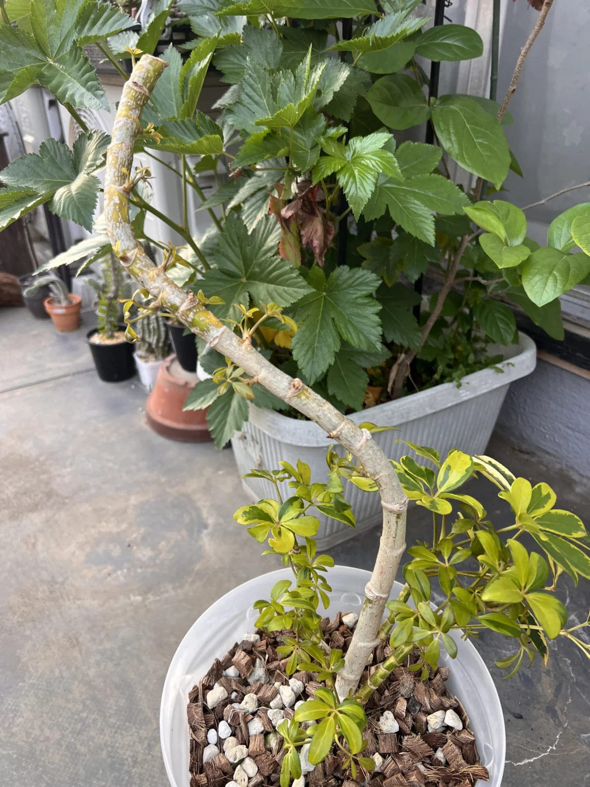 横浜　シェフレラ