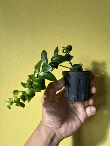 エスキナンサス　ラスタ