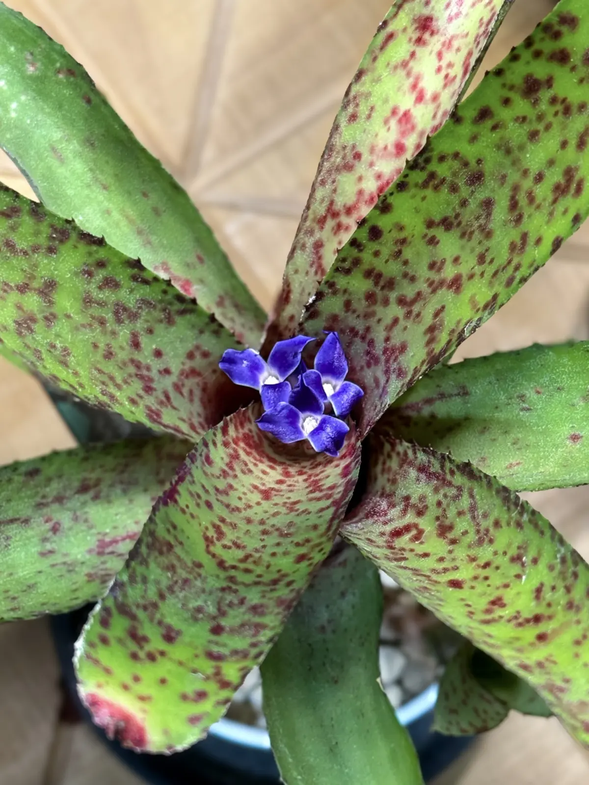 ネオレゲリア　オーストラリアンペッパー