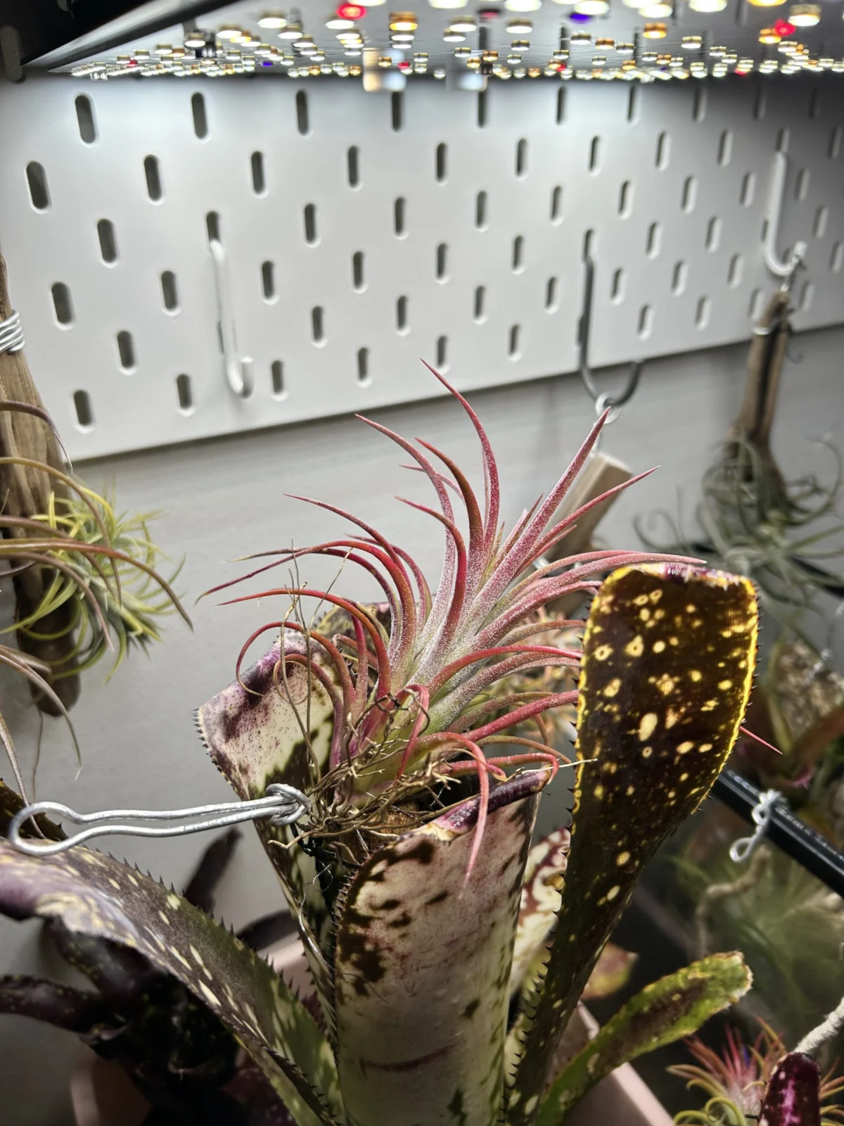 ティランジア　イオナンタ　クロス