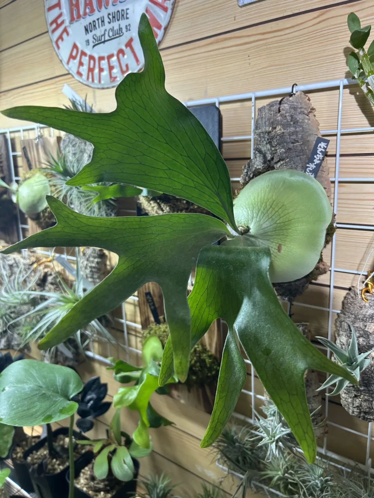 ビカクシダ 札落ち