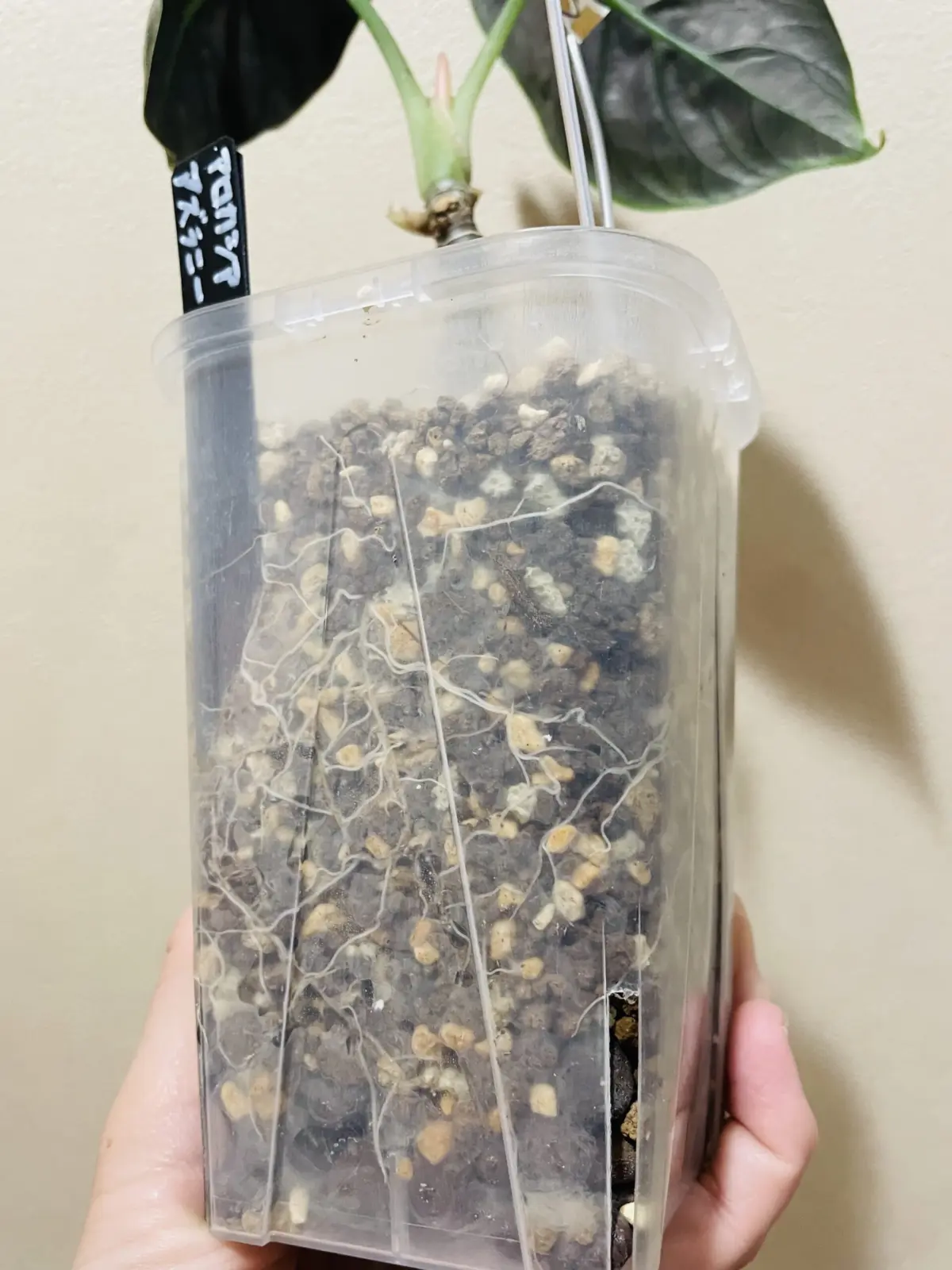 アロカシア　アズラニー　水やり